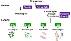 Classifications of Organisms